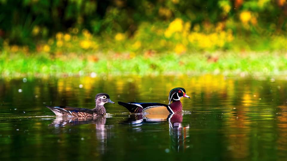 Two ducks swimming in a pond with a green and yellow background.
