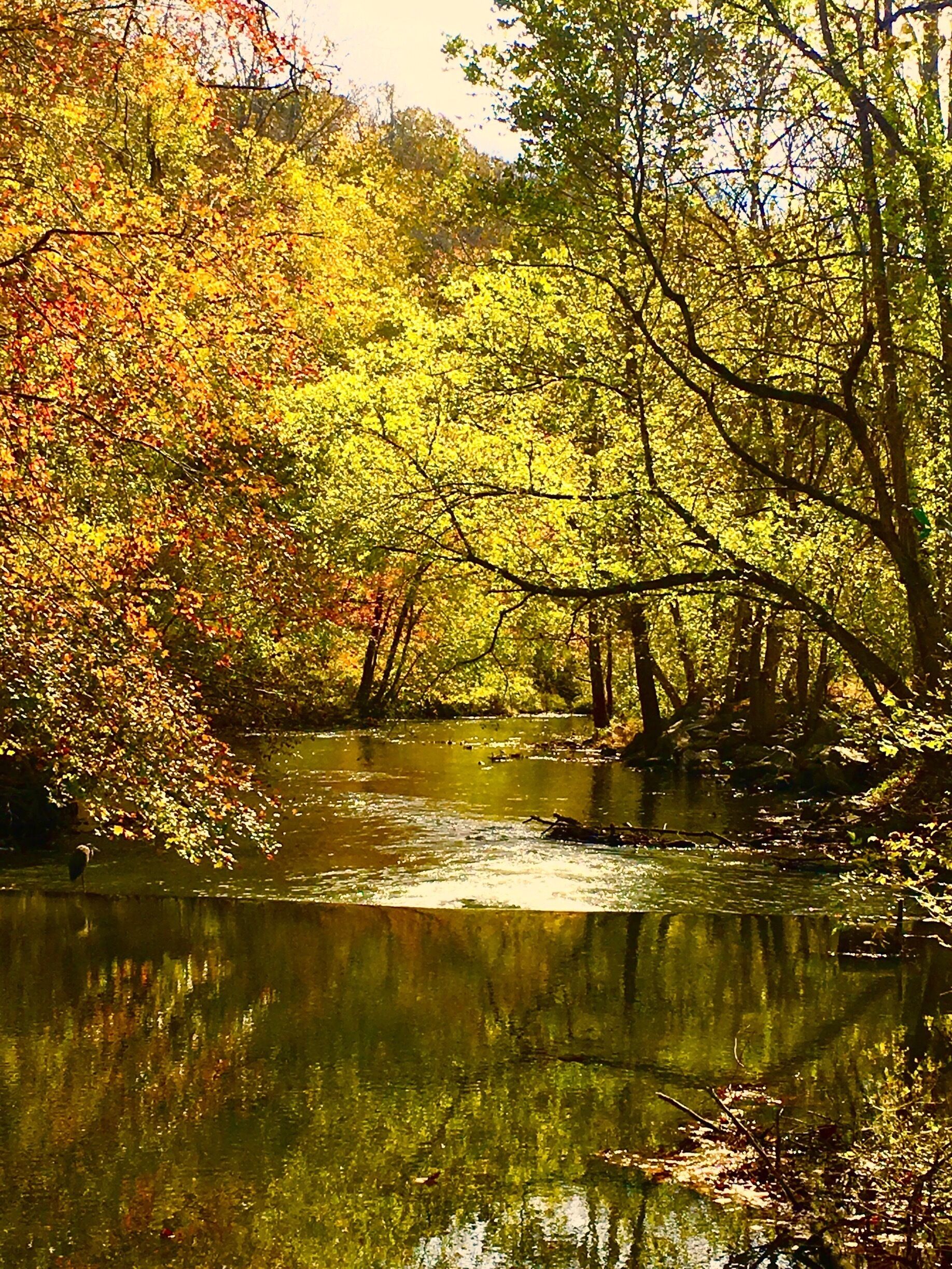 A river surrounded by autumn foliage.