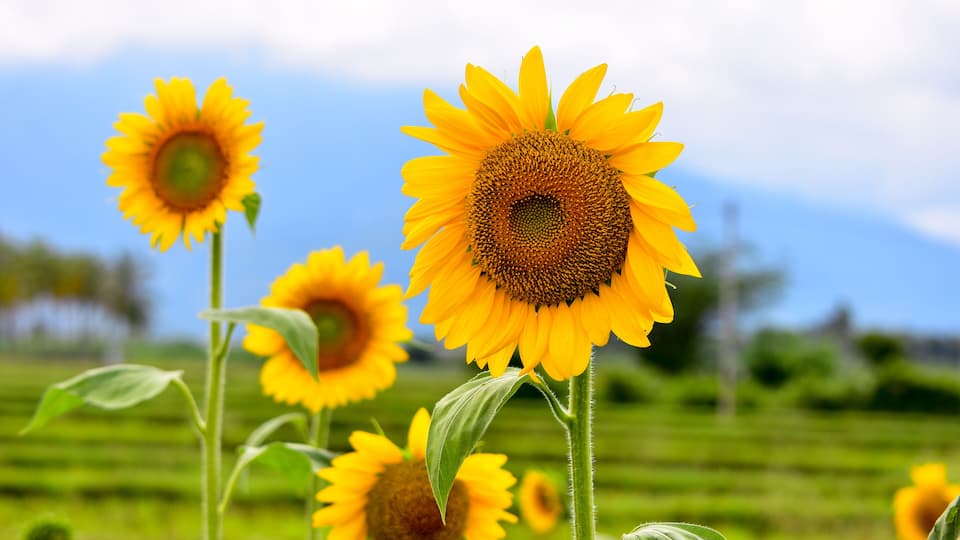 A field of sunflowers with a clear blue sky and green hills in the background.