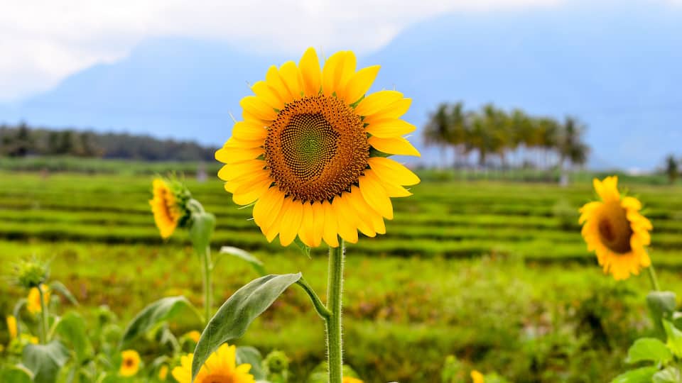 A sunflower field with a mountain in the background.