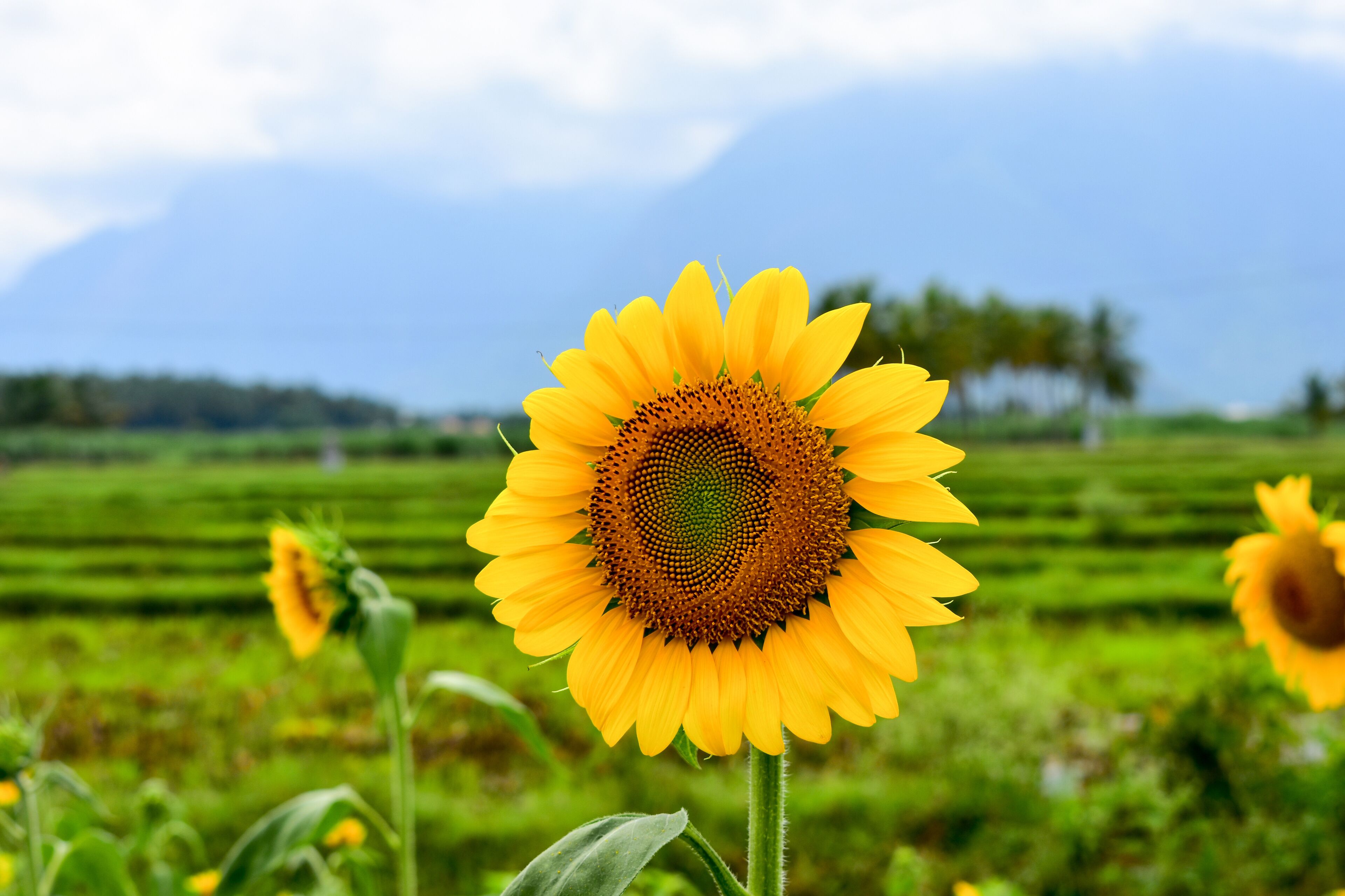 Sunflower with Mountain Backdrop