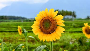 Sunflower with Mountain Backdrop
