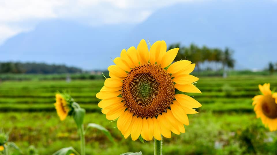 A sunflower field with a clear sky and distant trees.