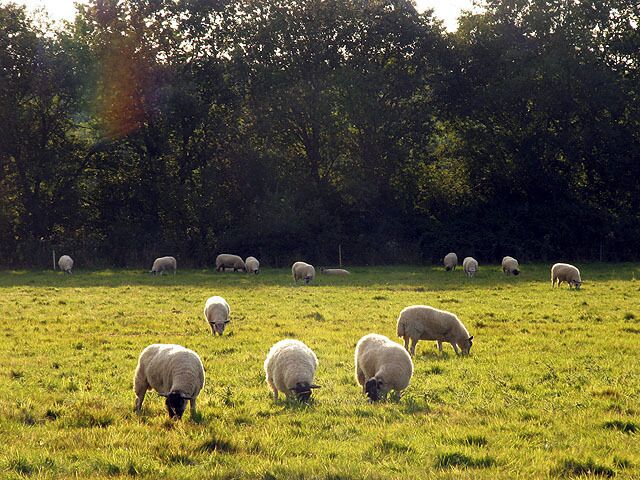 Pasture near Benham Marsh. This square is mostly pasture/farmland. This section is west of the minor road in the eastern half of the square. The picture was taken from the roadside, looking west towards Mayhouse Gullies and the nearest edge of Briffs Copse.