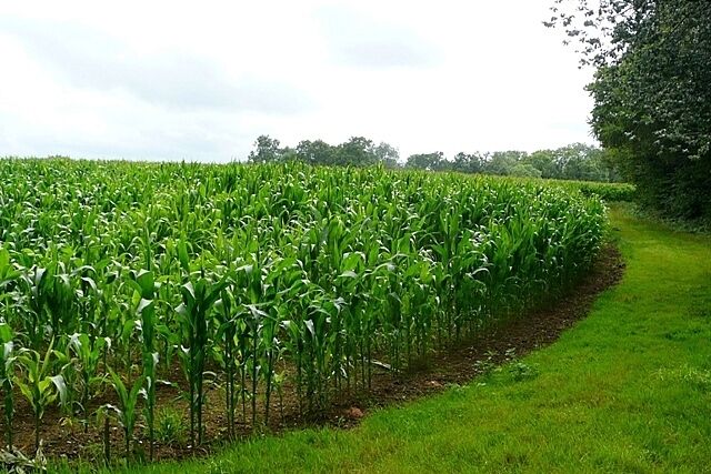Corn crop near Waterman's Farm Leaving the woodland north of Waterman's Farm we find this large field with a corn crop and a very wide headland for the public footpath. At the corner though the footpath goes straight on, straight through the crop.