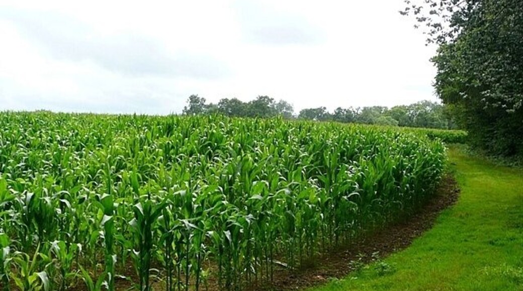 Corn crop near Waterman's Farm Leaving the woodland north of Waterman's Farm we find this large field with a corn crop and a very wide headland for the public footpath. At the corner though the footpath goes straight on, straight through the crop.