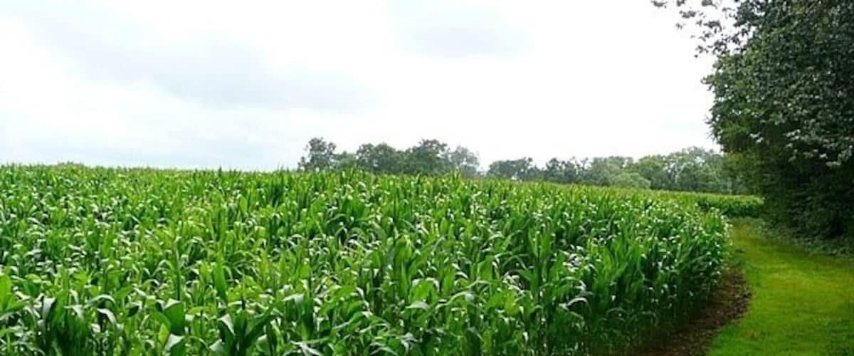 A cornfield with a grassy path alongside.