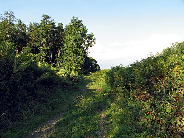 Ashtree Plantation : Hamstead Marshall Area. A view of the track down the side of Ashtree Plantation and the edge of the plantation, in the south western section of the square.