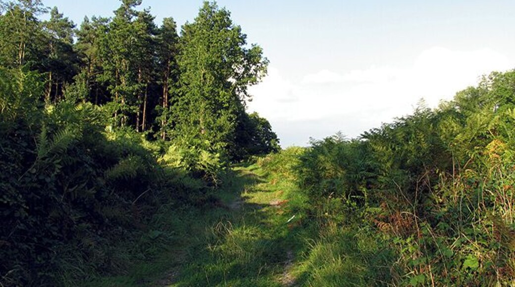 Ashtree Plantation : Hamstead Marshall Area. A view of the track down the side of Ashtree Plantation and the edge of the plantation, in the south western section of the square.