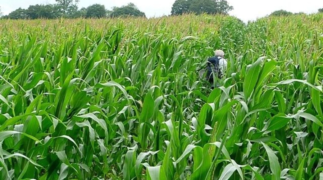 Through the crop The footpath was clearly marked through this crop of corn, at the start. As we progressed it got taller and thicker although the route was just about visible and we cam out at the right place on the far side. I am holding my camera above my head. My walking companion, who is just under six feet tall, gives a more clear indication of the crop height.