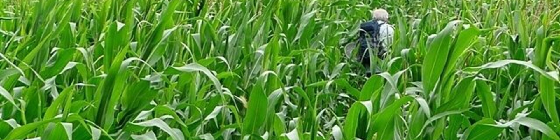 Through the crop The footpath was clearly marked through this crop of corn, at the start. As we progressed it got taller and thicker although the route was just about visible and we cam out at the right place on the far side. I am holding my camera above my head. My walking companion, who is just under six feet tall, gives a more clear indication of the crop height.