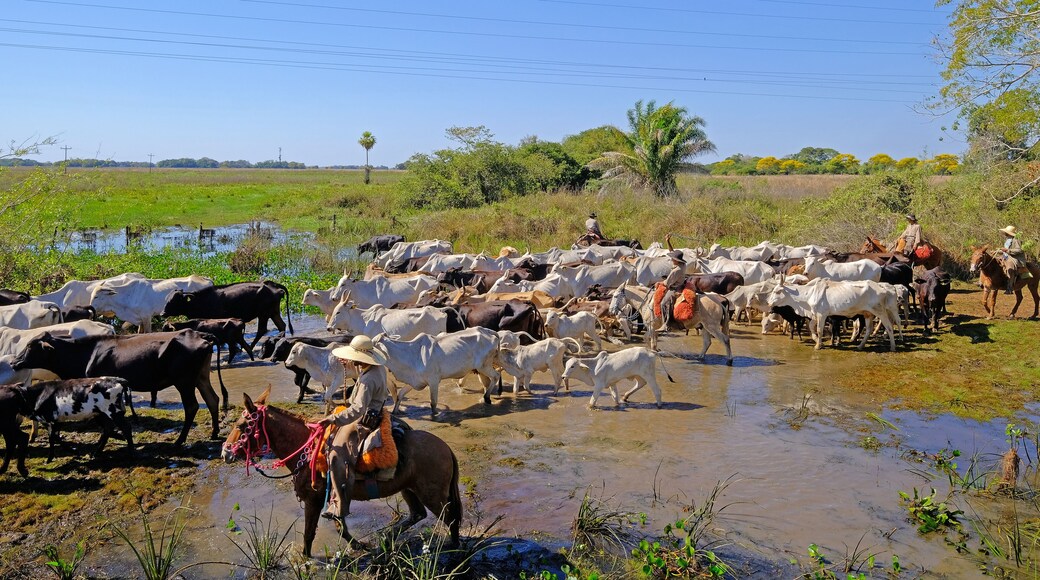 Unrecognizable cowboys with cows, cattle transport on the nature parkway in the Pantanal, Mato Grosso Do Sul, Brazil