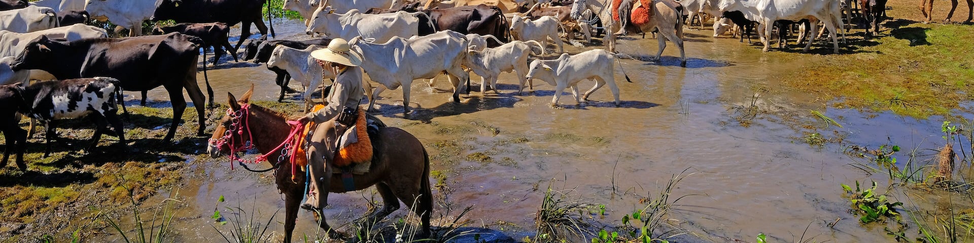 Unrecognizable cowboys with cows, cattle transport on the nature parkway in the Pantanal, Mato Grosso Do Sul, Brazil