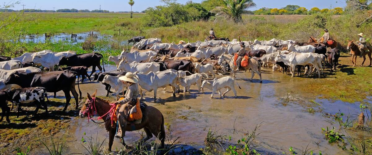 A herd of cattle crossing a shallow water body, with a person on a donkey nearby.