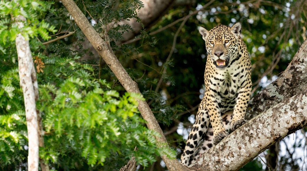 jaguar in pantanal jungle, Wildlife