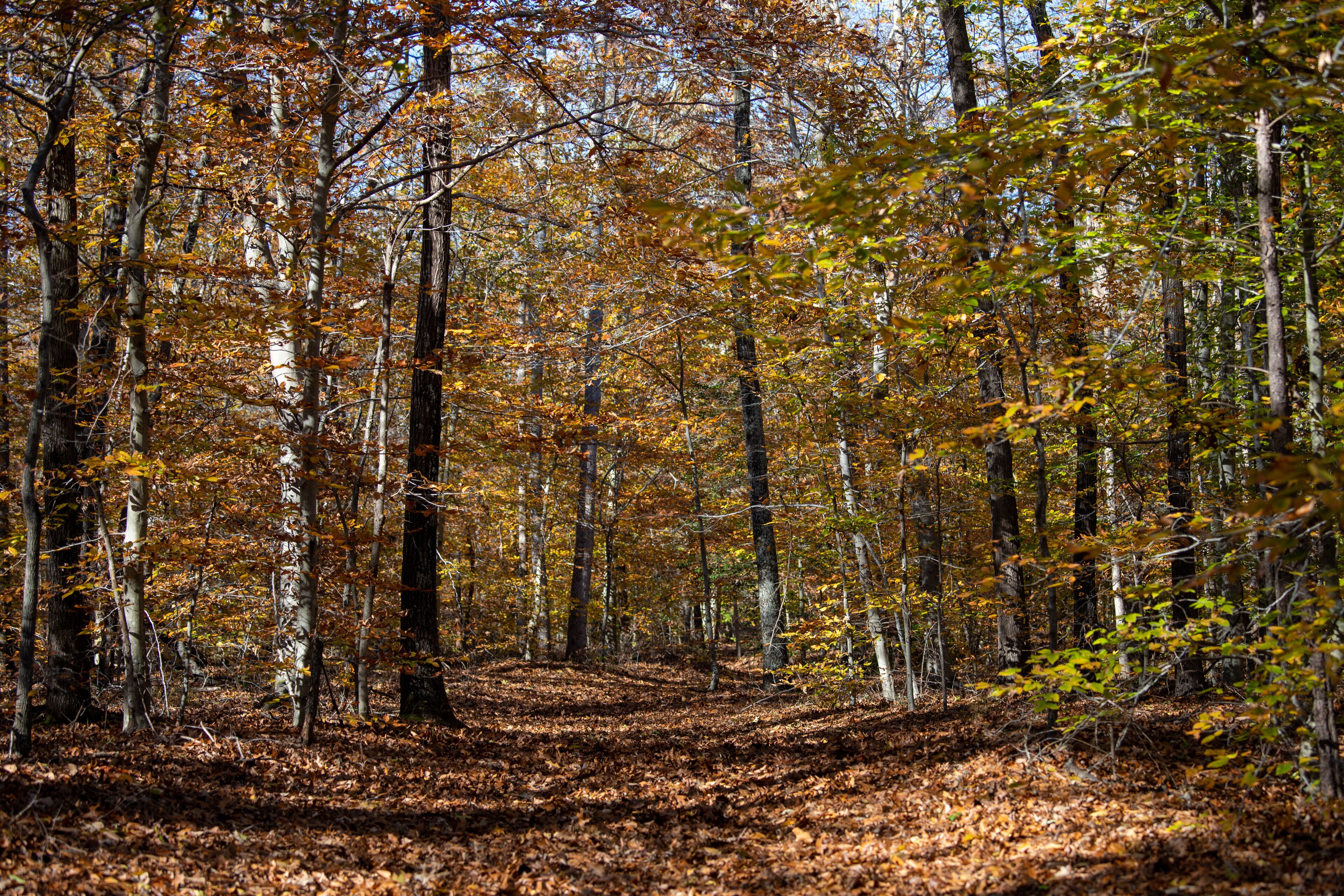 autumn trail view at jug bay wetlands sanctuary natural resources area in southern anne arundel county maryland