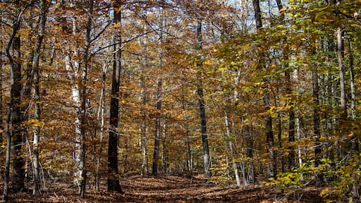 autumn trail view at jug bay wetlands sanctuary natural resources area in southern anne arundel county maryland