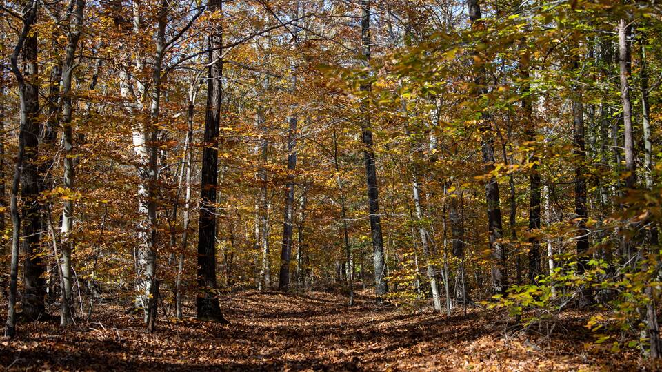 A forest with autumn-colored leaves and a winding path.
