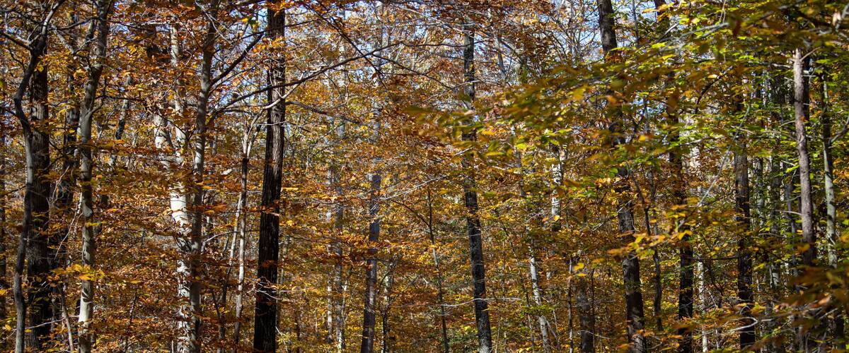 A forest with autumn-colored leaves and a winding path.