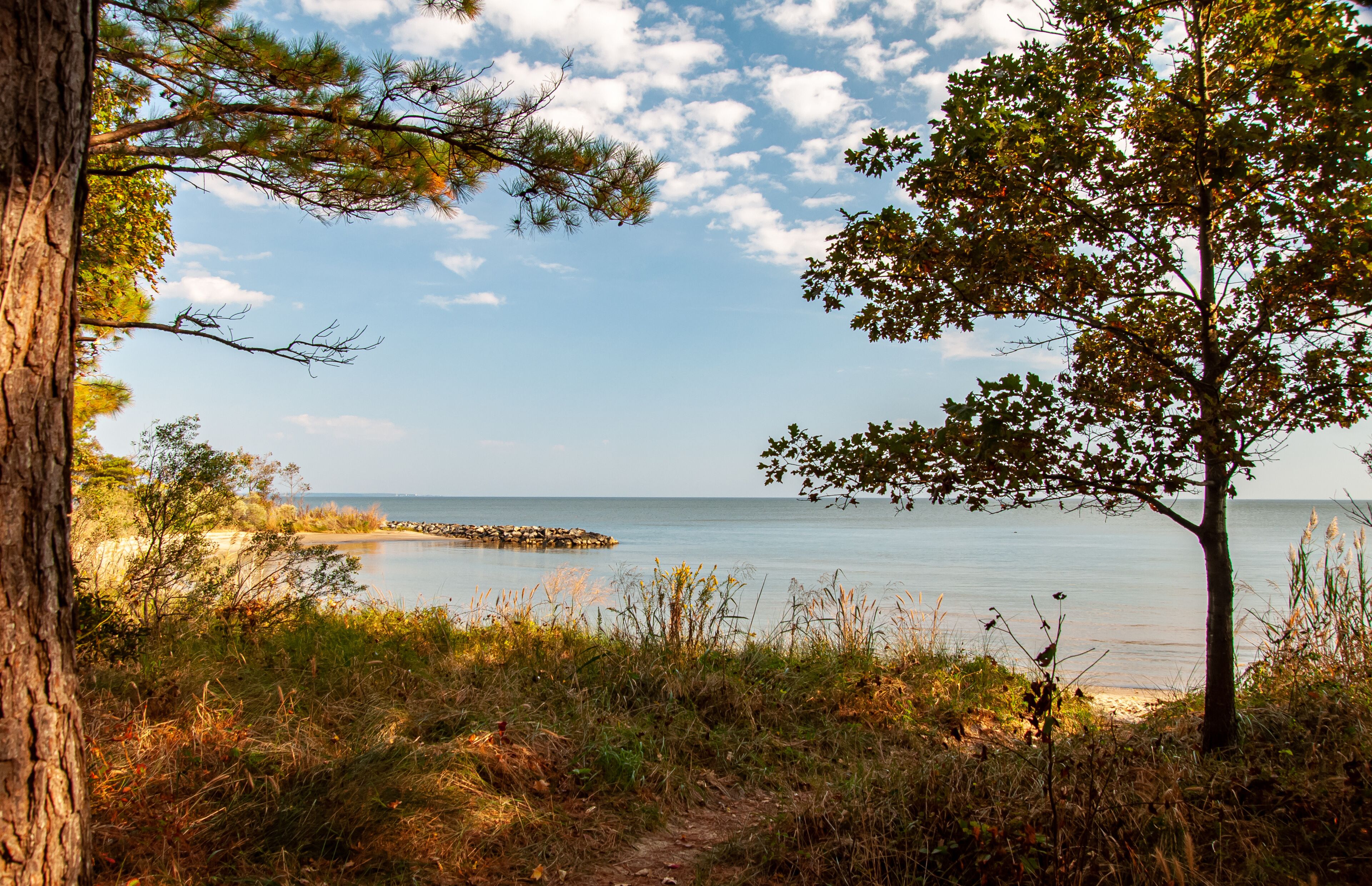 A coastal landscape with a tree, grassy foreground, and a calm sea.