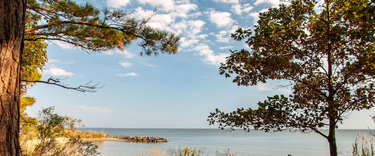 A coastal landscape with a tree, grassy foreground, and a calm sea.