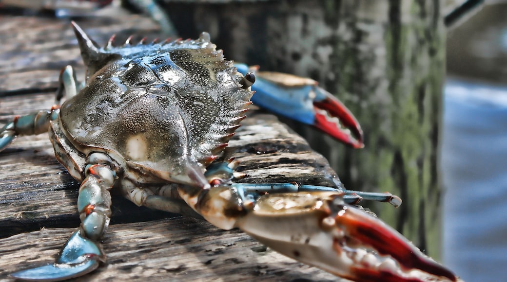 A live crab looks out at the ocean from a dock in Florida