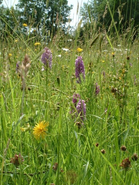 Winllan Wildlife Garden — Hay Meadow with wild flowers including rare marsh orchids. [1]