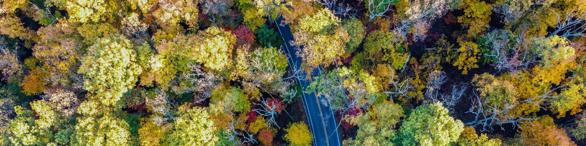 Nature’s Autumn/ Fall Symphony: Gambrill State Park, MD
