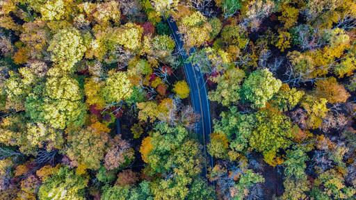 Nature’s Autumn/ Fall Symphony: Gambrill State Park, MD