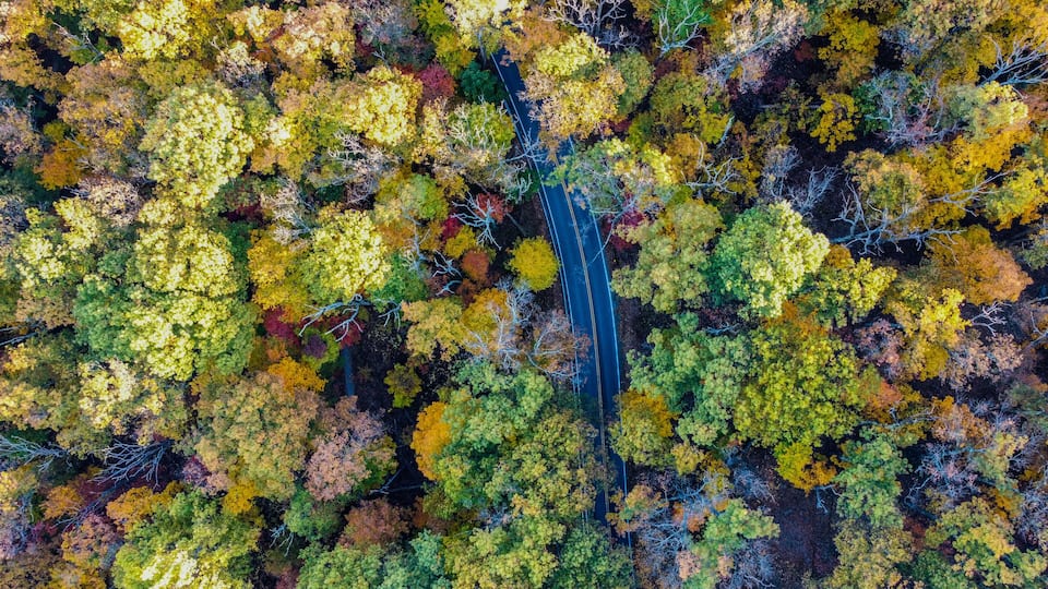 An aerial view of a dense forest with a variety of autumn foliage colors.