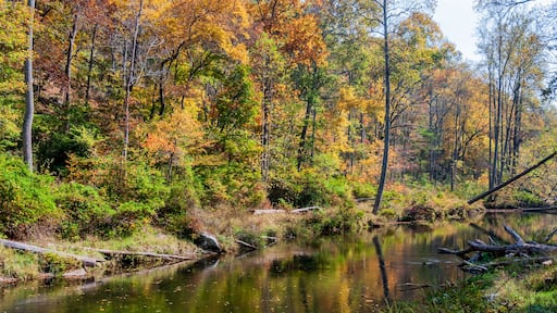 Into the Swamp, Prettyboy Reservior Park, Maryland, USA, Hampstead, Maryland