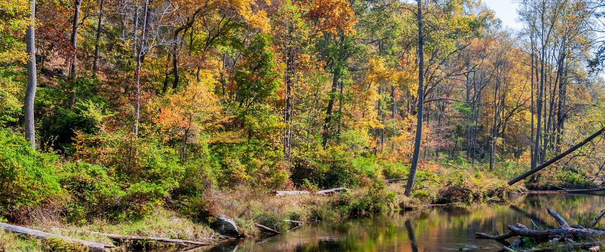 A forested river with autumn foliage.