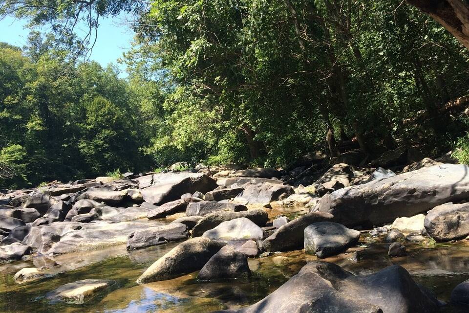 A rocky stream surrounded by dense green foliage.