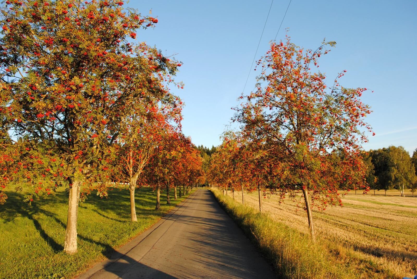 Allee mit Vogelbeerbäumen (Sorbus aucuparia) in Wernitzgrün, Vogtland.