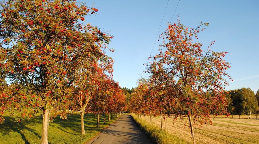 Allee mit Vogelbeerbäumen (Sorbus aucuparia) in Wernitzgrün, Vogtland.