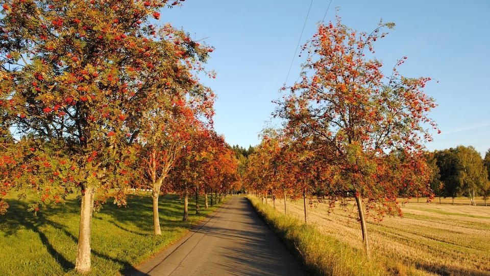 A tree-lined pathway in a park with autumn foliage.