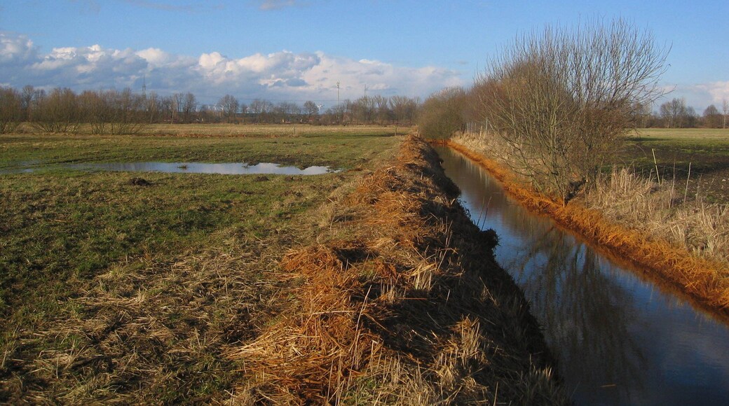 Ruhland, Am Buschgraben, Blick nach Nordnordost; unmittelbar vorn Am Buschgraben (Flurname), früher In den Buschwiesen (alter Flurname); im Hintergrund die Baumreihe auf den Elsterdeichen, davor und rechts auch dahinter "An der Schwarzen Elster (West)" (Flurname); früher hinter der Schwarzen Elster links Die Breite (alter Flurname) rechts Schinderwinkel (alter Flurname)