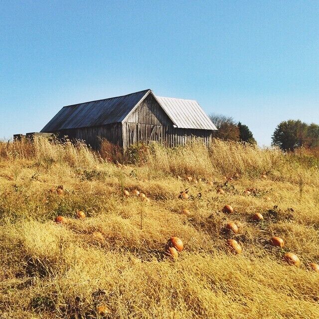 A rustic barn surrounded by a field of pumpkins.