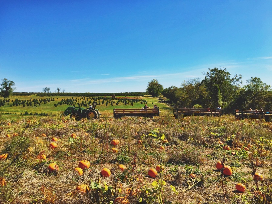 The second year we have come to Homestead for our pumpkin picking. I think everyone in the DMV region had the same idea so I suggest avoiding this on holiday weekends. Otherwise, it was so fun! I always expect to spend more on the pumpkins than I do, but instead all my money goes to the apples we pick. 🍁 #weekendgetaway #DMV #maryland #roadtrip #sundaydriving #farm #autumn #leafer #pumpkin