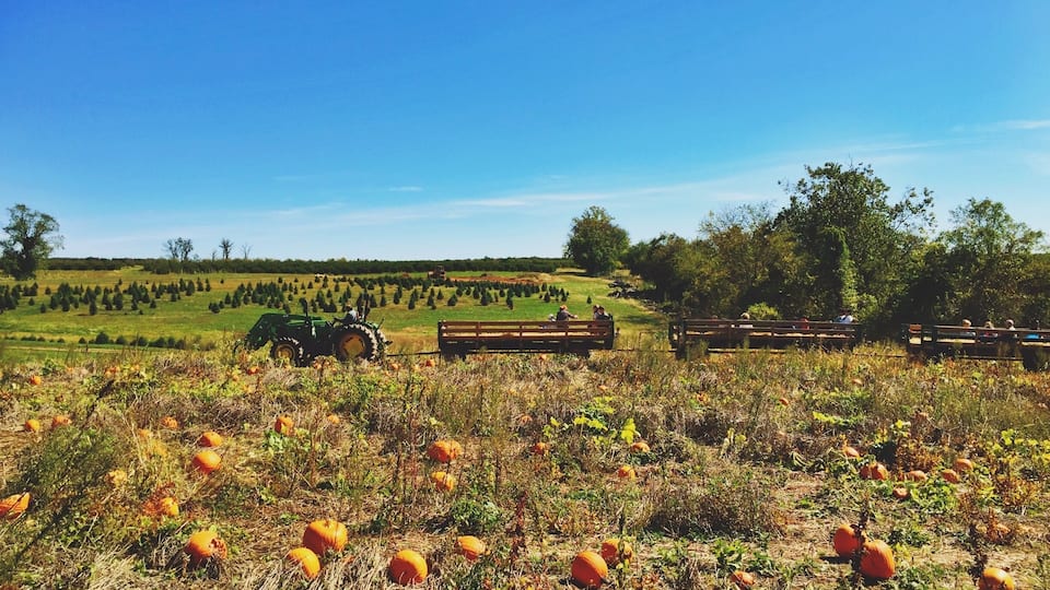A pumpkin patch with a tractor and people sitting on benches.