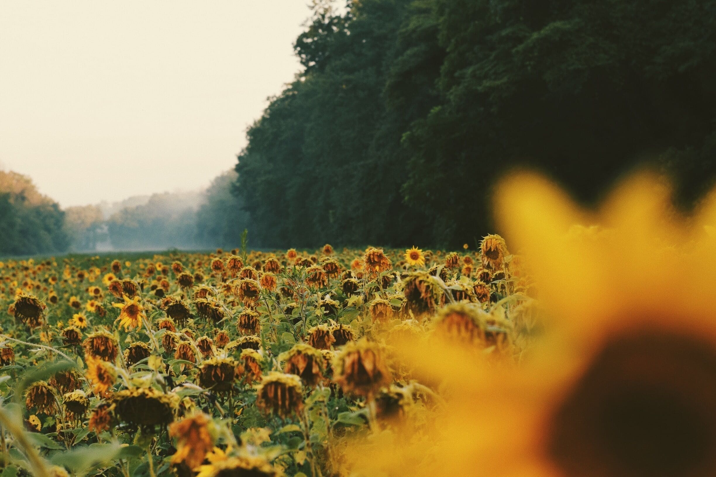 Wilting sunflowers at dusk, still a beautiful sight and experience.