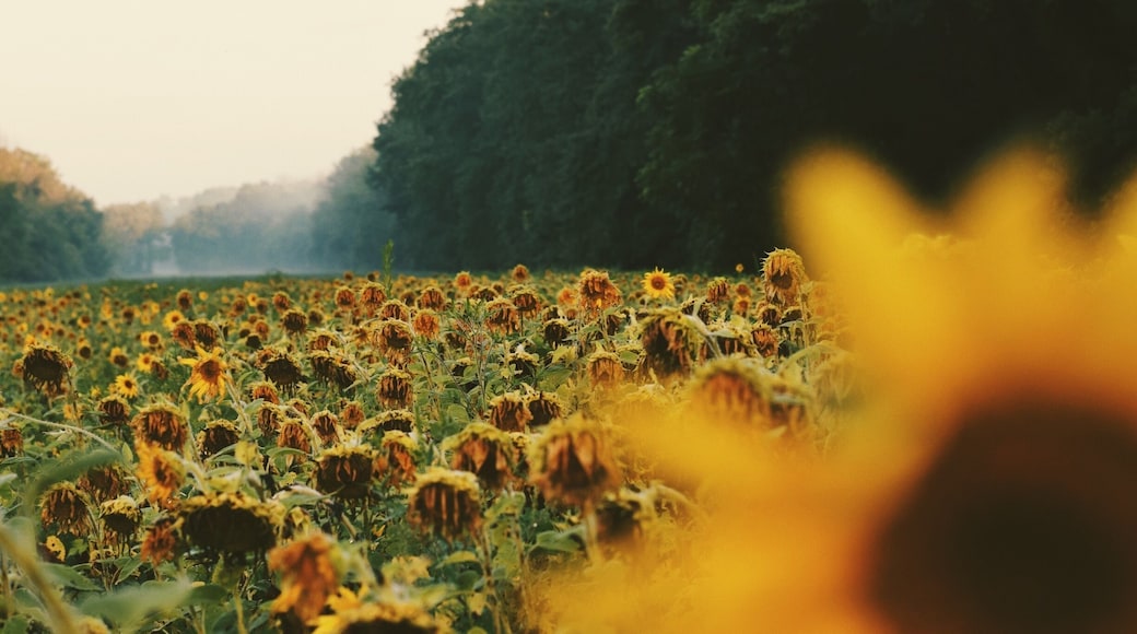 Wilting sunflowers at dusk, still a beautiful sight and experience.