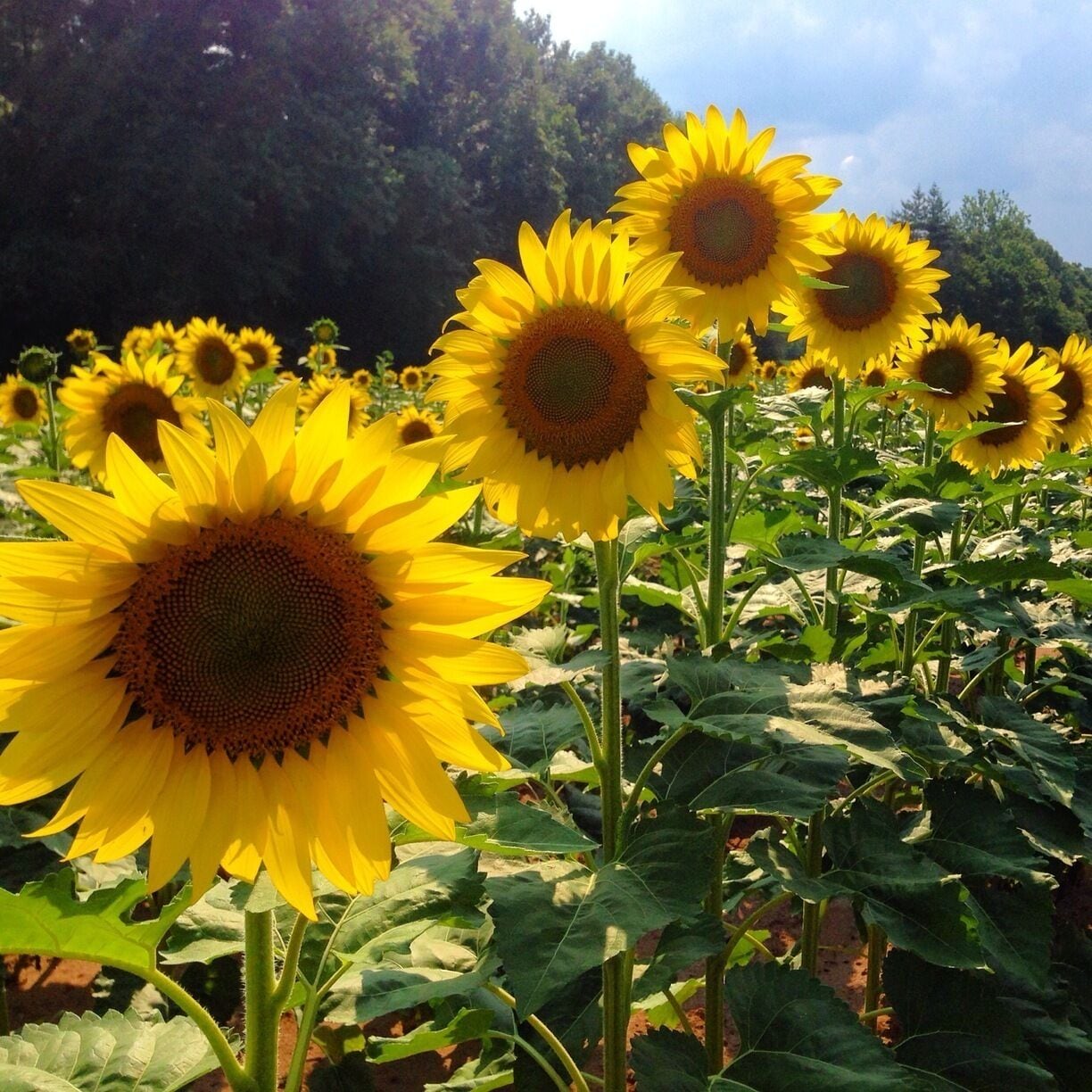 A field of sunflowers with a forest in the background.