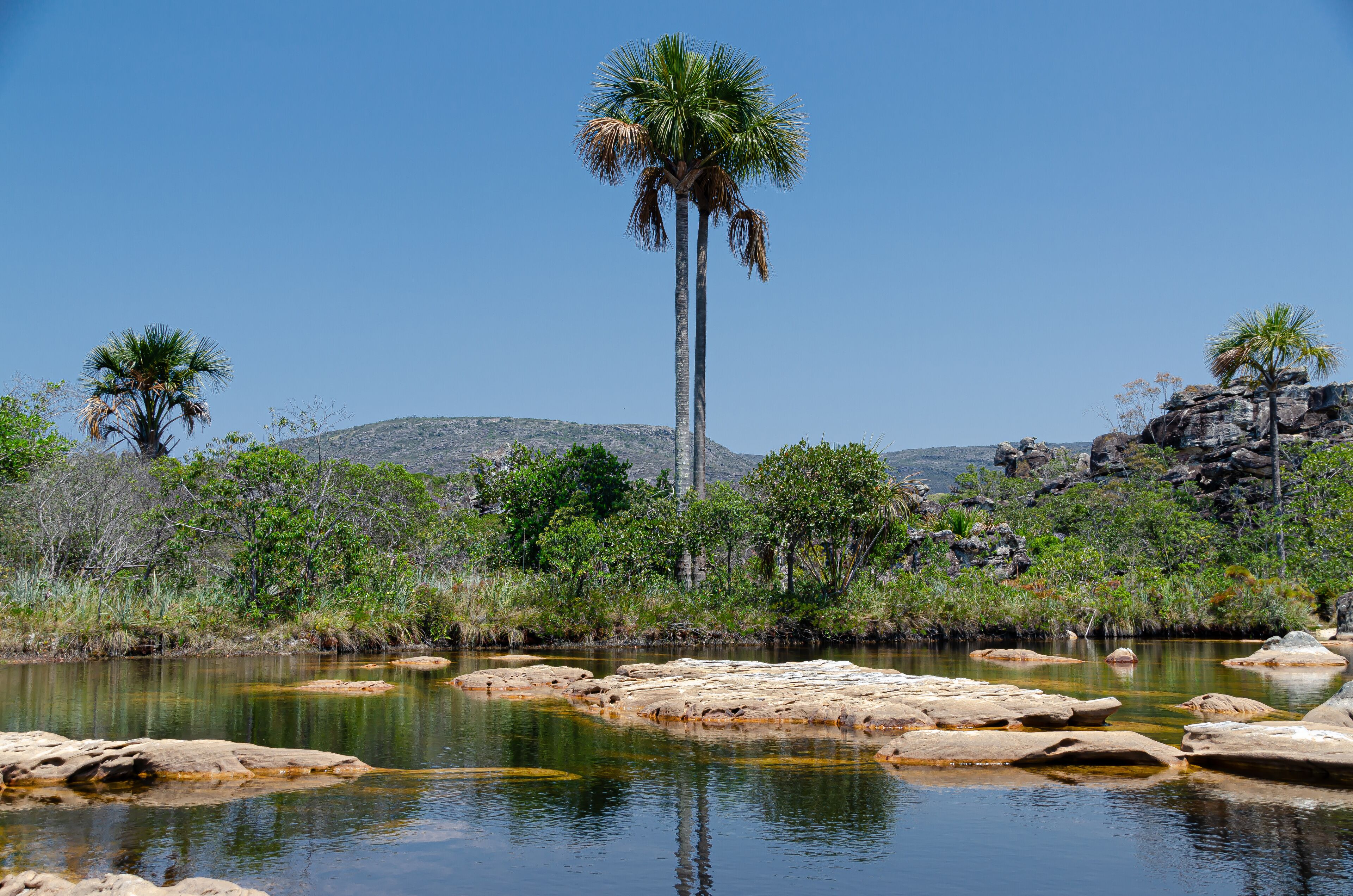 A calm river with rocks and palm trees.