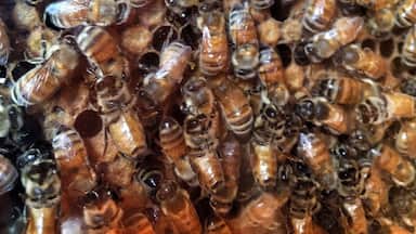 Beeeeeeeeeeeeeeeeeeeeees........
a lot of beeeeeeeees