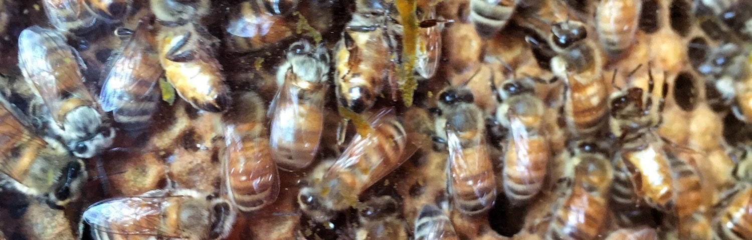 Beeeeeeeeeeeeeeeeeeeeees........
a lot of beeeeeeeees