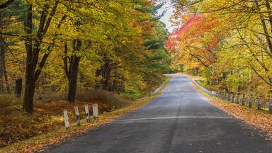 Colorful trees frame a road in Massachusetts