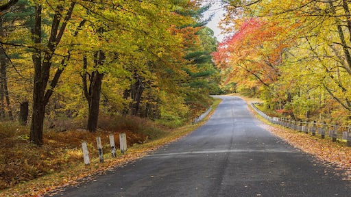 Colorful trees frame a road in Massachusetts
