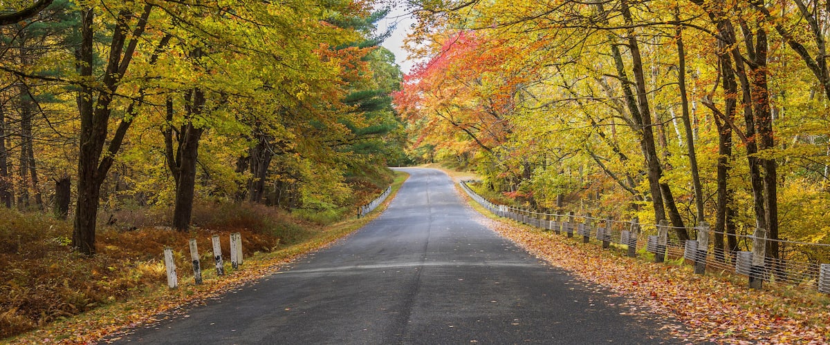 A road flanked by trees with autumn foliage, a fence along one side, and a clear sky.