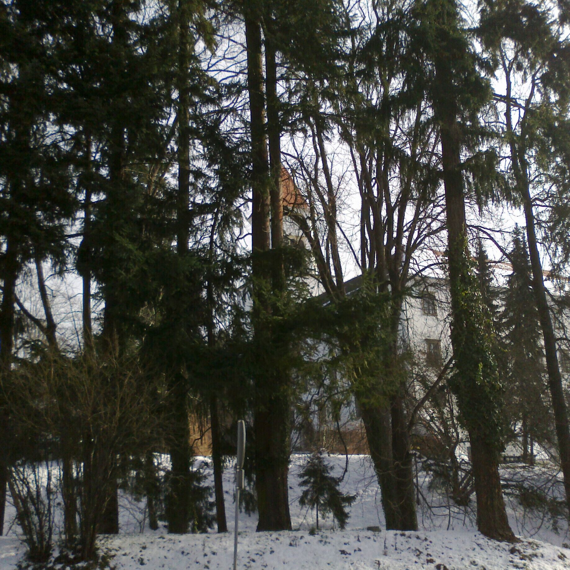 A snowy forest with tall trees and a building in the background.